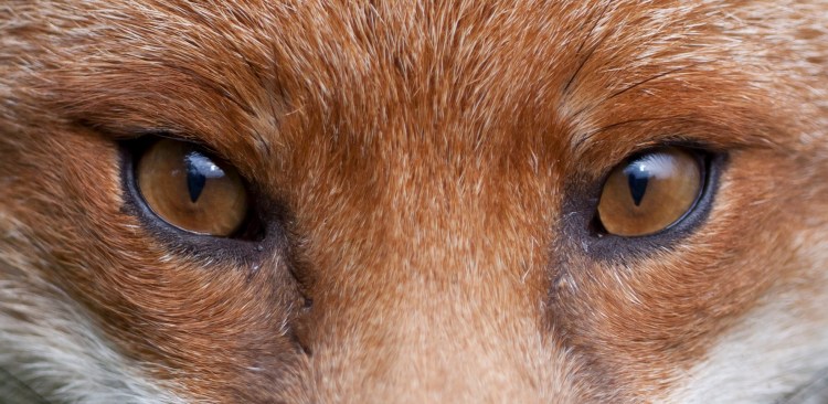 Fox-eyes-2
